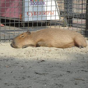 Capybara/Hydrochoerus hydrochaeris