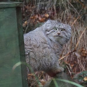 A Few Pallas Cat Pics