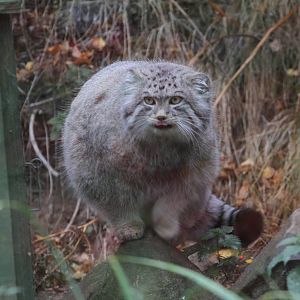 A Few Pallas Cat Pics