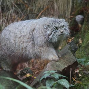A Few Pallas Cat Pics
