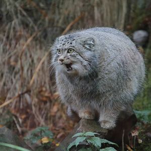 A Few Pallas Cat Pics
