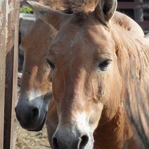 Przewalski's wild horses