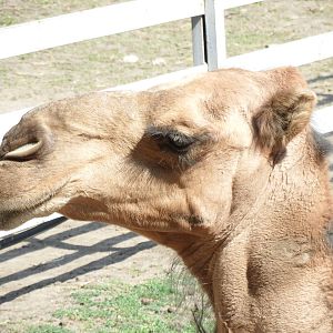 Dromedary camel