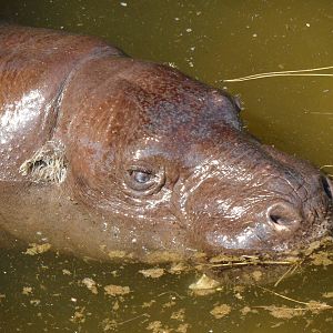Pygmy hippo in pool