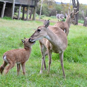 New female Pampas Deer, born  29, September 2013.