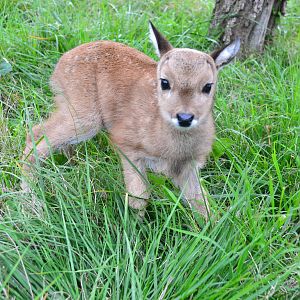 New female Pampas Deer, born  29, September 2013.