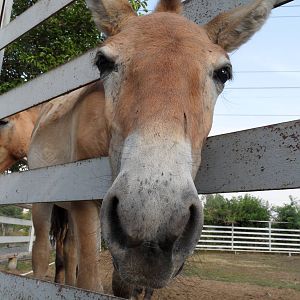 Przewalski's wild horse - foal, born 2012