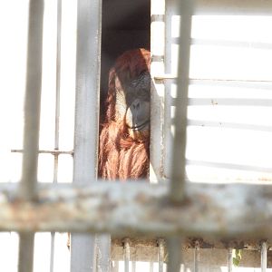 A piece of orangutan