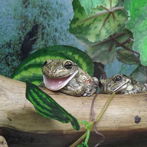 Black-spotted casque-headed tree frog/Trachycephalus nigromaculatus