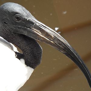 Sacred ibis
