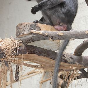 Sooty Mangabey (Cercocebus atys) at Zamosc Zoo