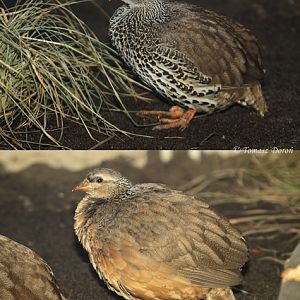 Hildebrandt?s Francolin (Francolinus hildebrandti) male and female