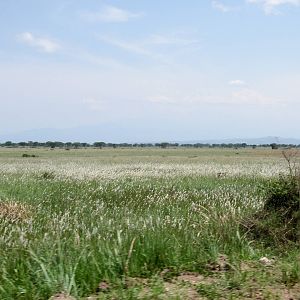 Queen Elizabeth National Park - Grasslands