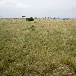 Ishasha Grasslands