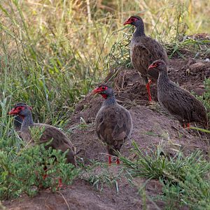 Red-necked Francolin