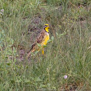 Yellow-throated Longclaw