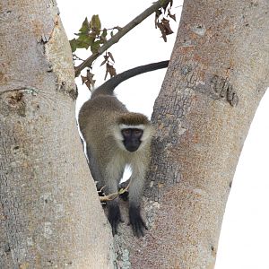 Vervet Monkey