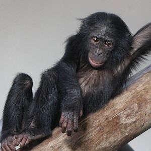 Young Bonobo
