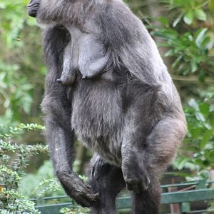 Female Gorilla