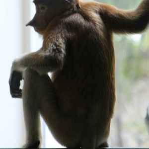 One of the new Proboscis monkeys