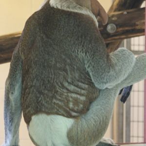 The old Proboscis monkey