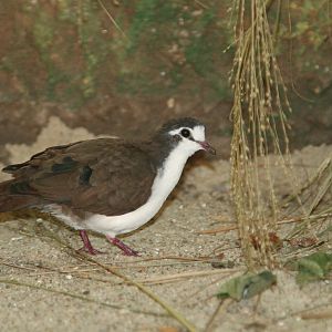 Tambourine Dove (Turtur tympanistria) male