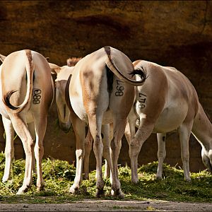 Wildass with numbers on the ass