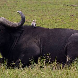Buffalo and Wattled Starling
