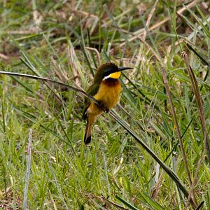 Cinnamon-chested Bee-eater