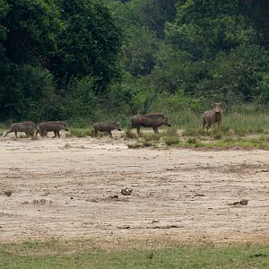 Warthog family