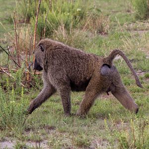 Olive Baboon