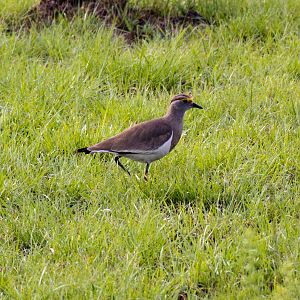 Brown-chested Lapwing