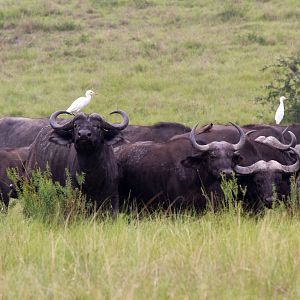 Cape Buffalo