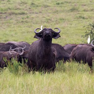 Cape Buffalo