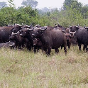 Cape Buffalo