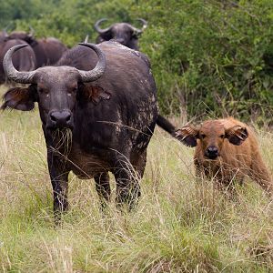 Cape Buffalo and calf