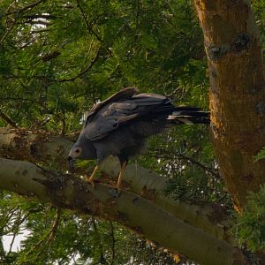 African Harrier Hawk