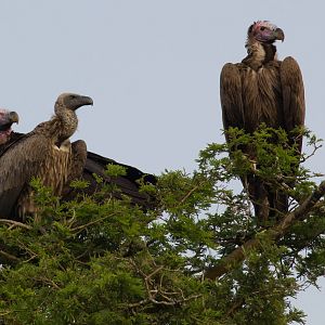 Lappet-faced Vultures and White-backed Vulture