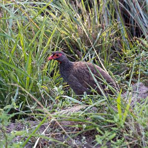 Red-necked Francolin