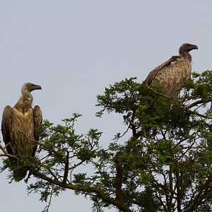 White-backed Vultures