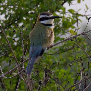 White-throated Bee-eater