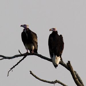 White-headed Vultures