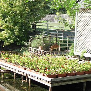 Part of sika deer exhibit