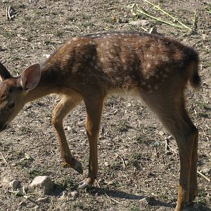 Sika deer fawn, 2011