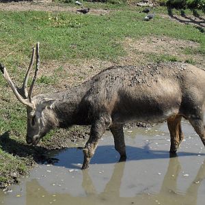 Pere David's deer in mud bath