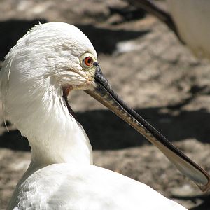 Common spoonbill