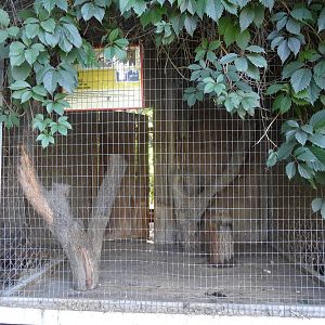 Golden jackal exhibit