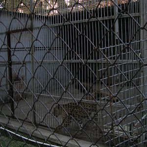 Leopard exhibit