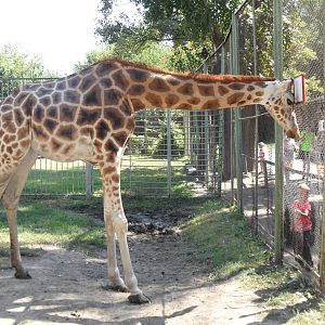 Baringo giraffe and visitors