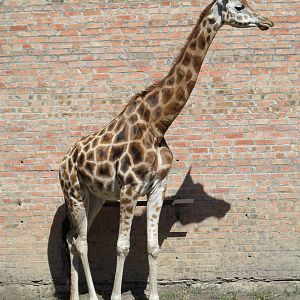 Baringo giraffe